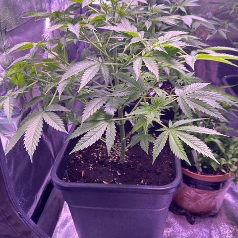 Goat‘ lato growlog timeline photo