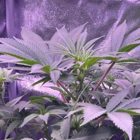 Special queen 1 growlog timeline photo