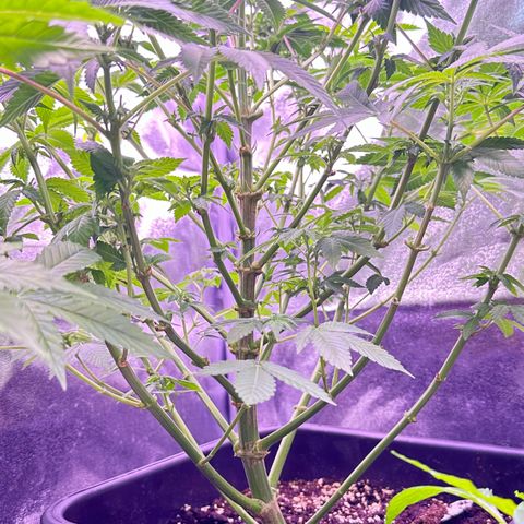 Special queen 1 growlog timeline photo