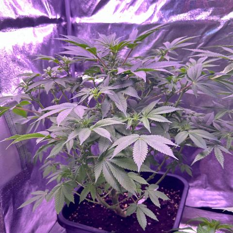 Special queen 1 growlog timeline photo