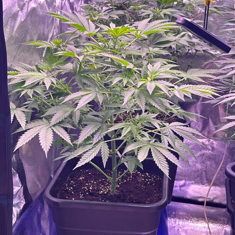 Goat‘ lato growlog timeline photo
