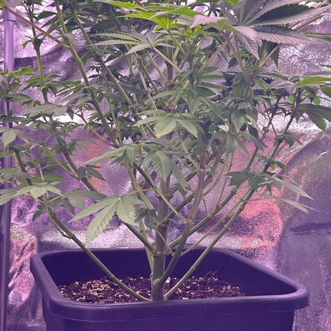 Special queen 1 growlog timeline photo