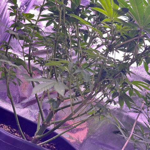 Special queen 1 growlog timeline photo