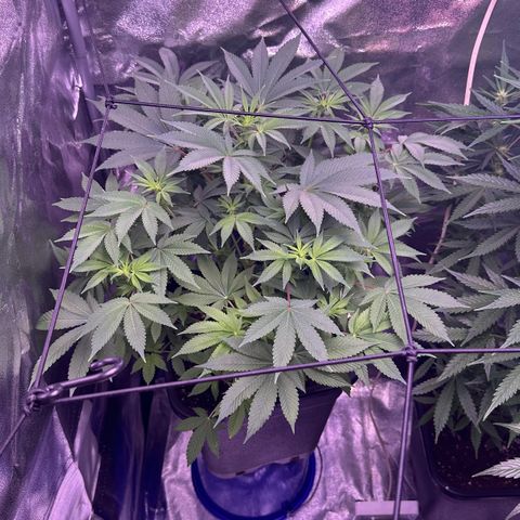 Special queen 1 growlog timeline photo