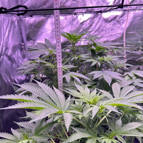 Special queen 1 growlog timeline photo