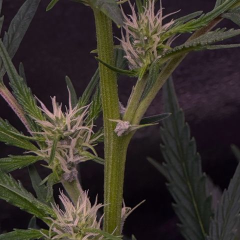 Strawberry banana #1 growlog timeline photo