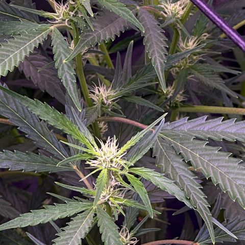 Strawberry banana #1 growlog timeline photo