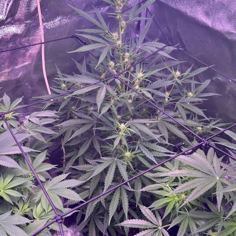 Strawberry banana #1 growlog timeline photo