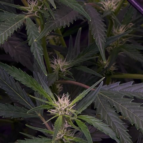 Strawberry banana #1 growlog timeline photo