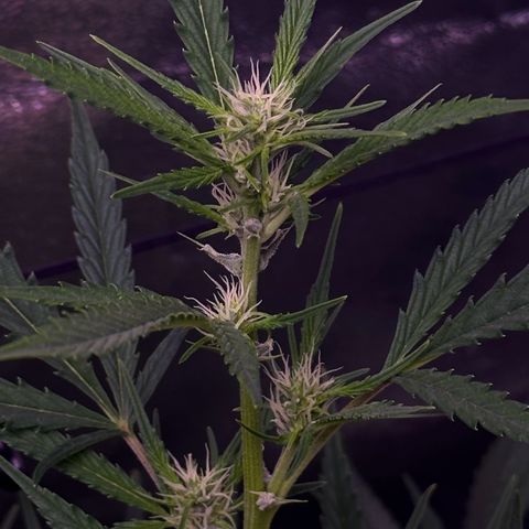 Strawberry banana #1 growlog timeline photo