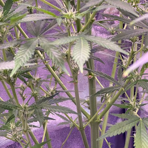 Strawberry banana #1 growlog timeline photo