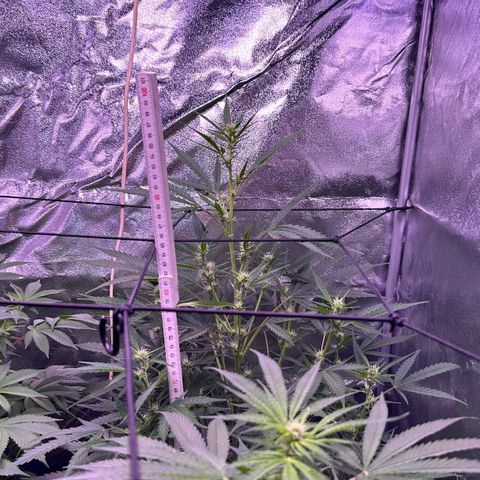 Strawberry banana #1 growlog timeline photo