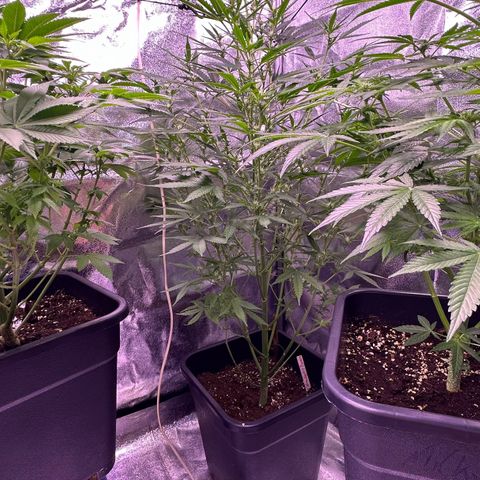 Strawberry banana #1 growlog timeline photo