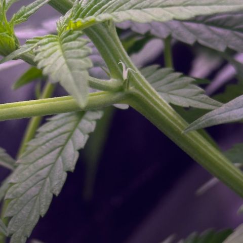 Goat‘ lato growlog timeline photo