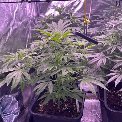 Goat‘ lato growlog timeline photo