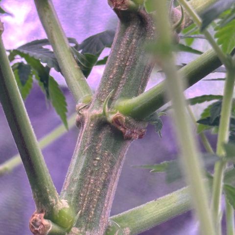 Special queen 1 growlog timeline photo