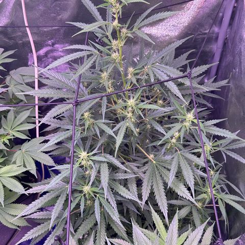 Strawberry banana #1 growlog timeline photo