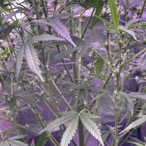 Strawberry banana #1 growlog timeline photo