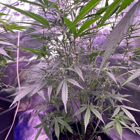 Strawberry banana #1 growlog timeline photo