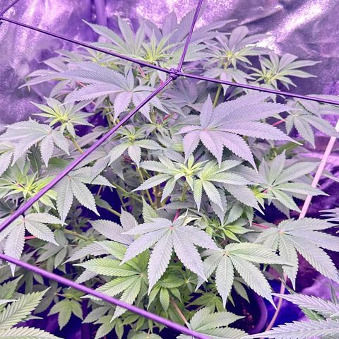 Special queen 1 growlog timeline photo