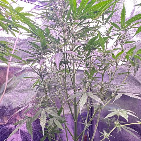 Strawberry banana #1 growlog timeline photo