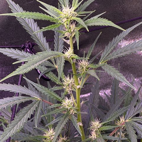 Strawberry banana #1 growlog timeline photo