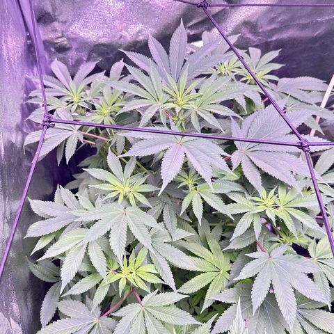 Special queen 1 growlog timeline photo