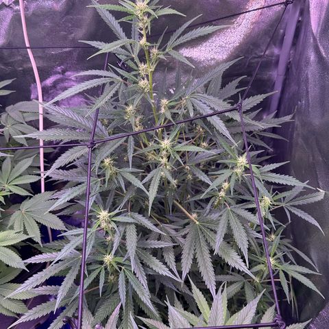 Strawberry banana #1 growlog timeline photo