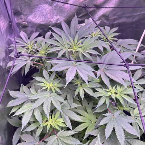 Special queen 1 growlog timeline photo