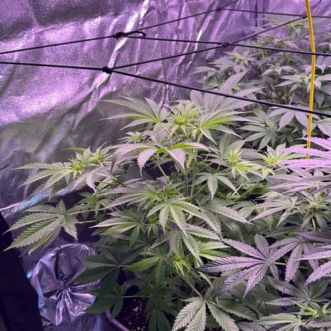 Goat‘ lato growlog timeline photo