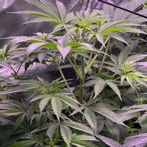 Goat‘ lato growlog timeline photo