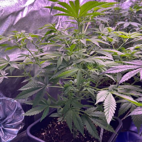 Goat‘ lato growlog timeline photo