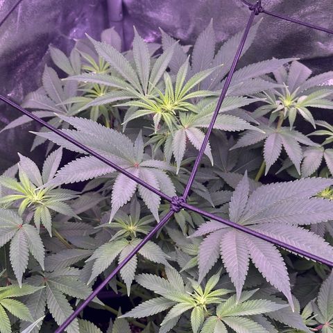 Special queen 1 growlog timeline photo