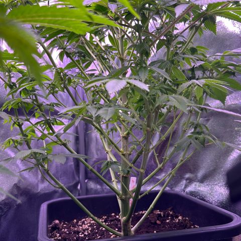 Special queen 1 growlog timeline photo