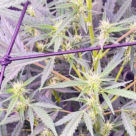 Strawberry banana #1 growlog timeline photo
