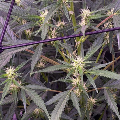 Strawberry banana #1 growlog timeline photo