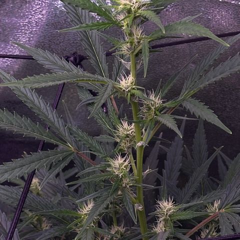 Strawberry banana #1 growlog timeline photo