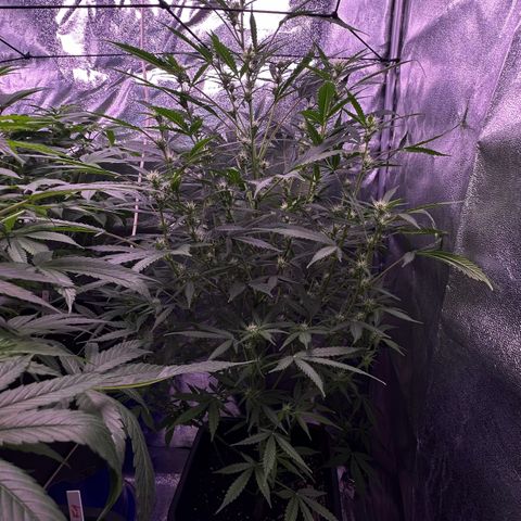 Strawberry banana #1 growlog timeline photo