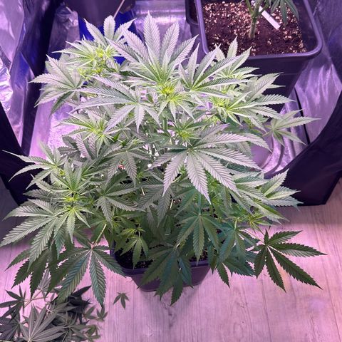 Goat‘ lato growlog timeline photo