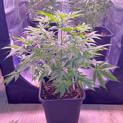 Goat‘ lato growlog timeline photo