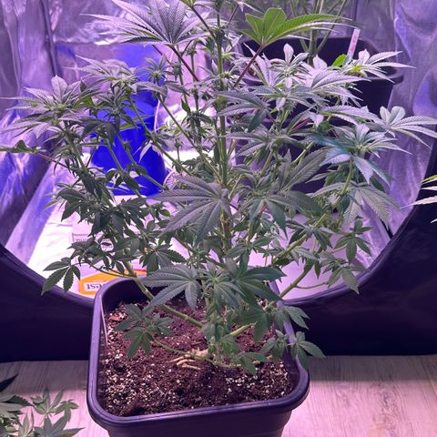 Special queen 1 growlog timeline photo