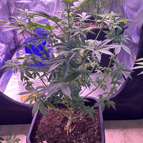 Special queen 1 growlog timeline photo