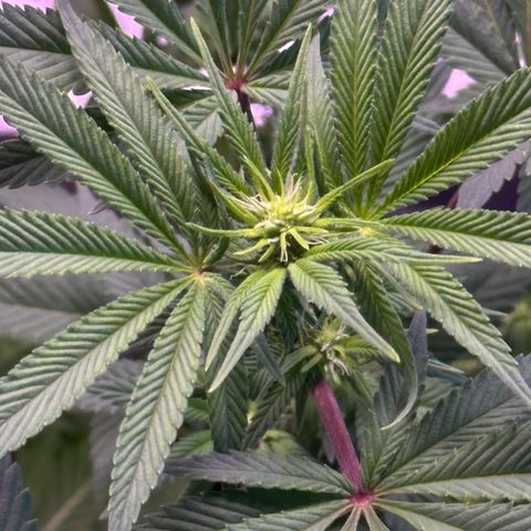 Special queen 1 growlog timeline photo