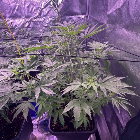 Goat‘ lato growlog timeline photo