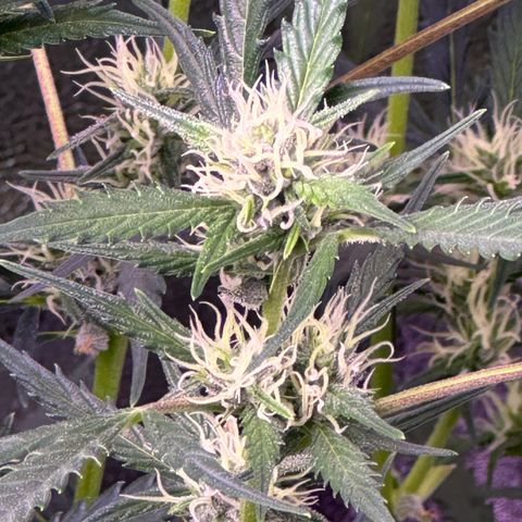 Strawberry banana #1 growlog timeline photo