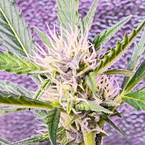Strawberry banana #1 growlog timeline photo
