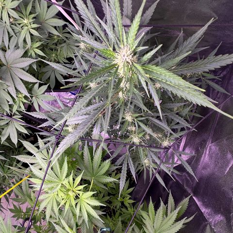 Strawberry banana #1 growlog timeline photo