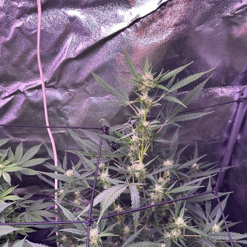 Strawberry banana #1 growlog timeline photo