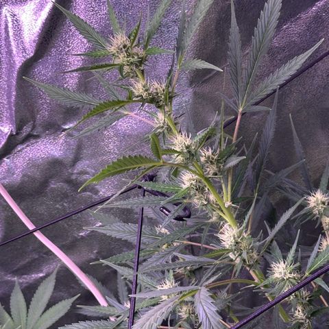 Strawberry banana #1 growlog timeline photo