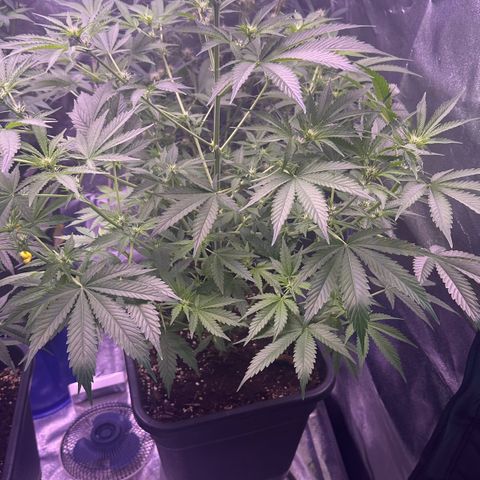 Goat‘ lato growlog timeline photo